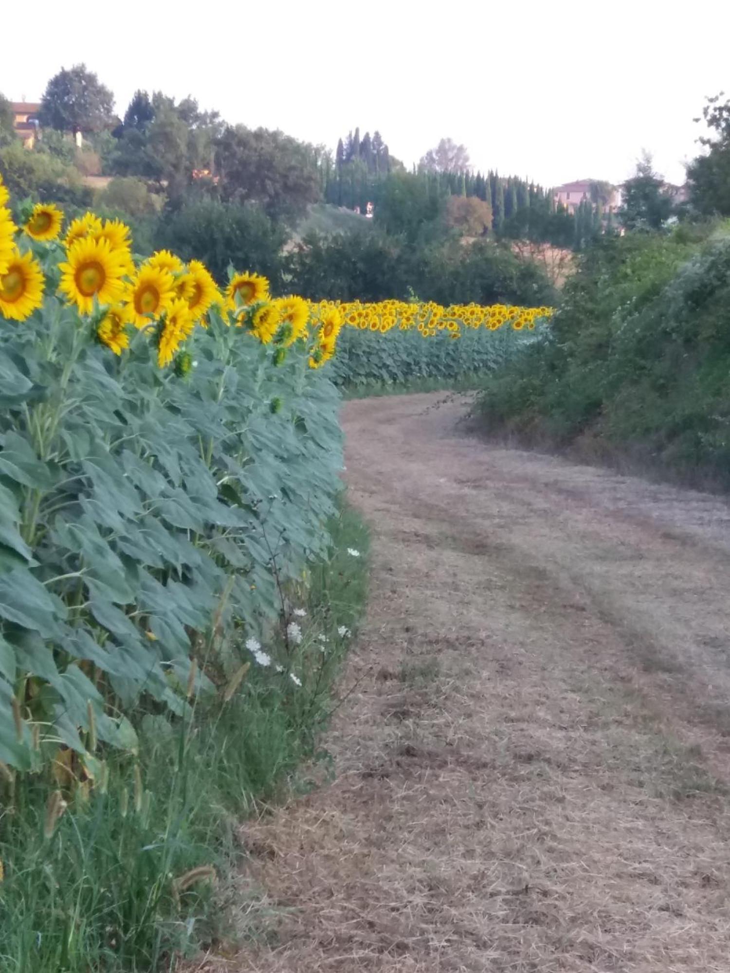 Podere Gian Battaglia 푸체키오 외부 사진