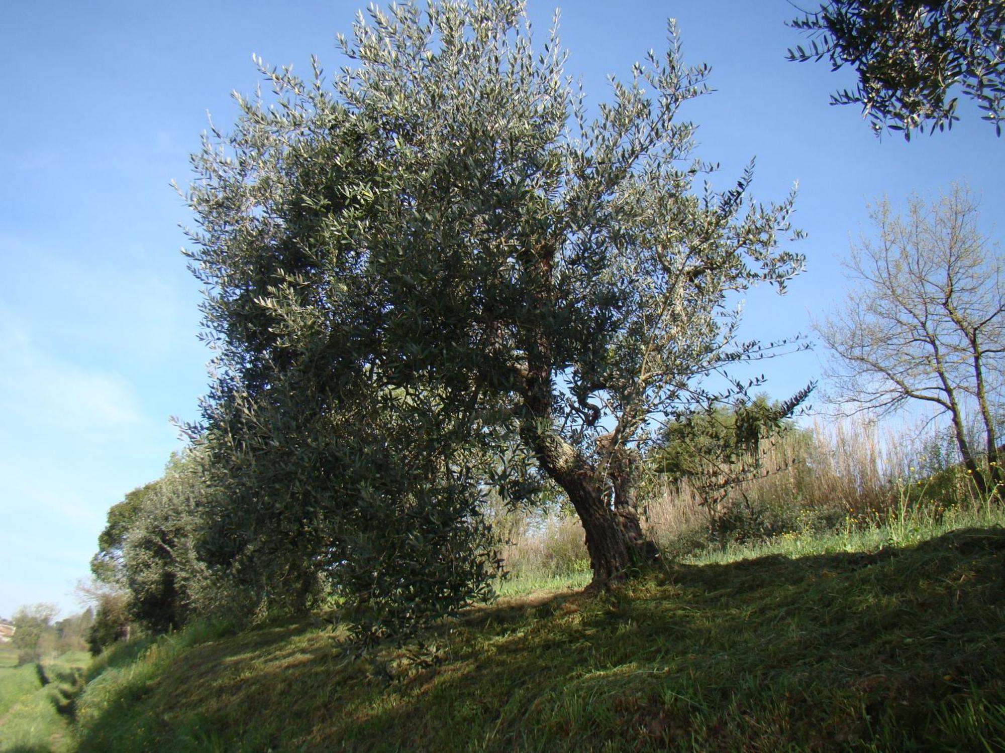 Podere Gian Battaglia 푸체키오 외부 사진